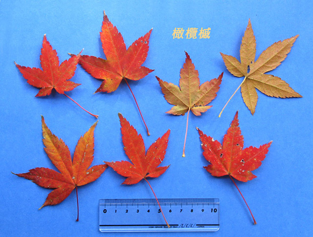紅葉した葉のサンプル 2010年版