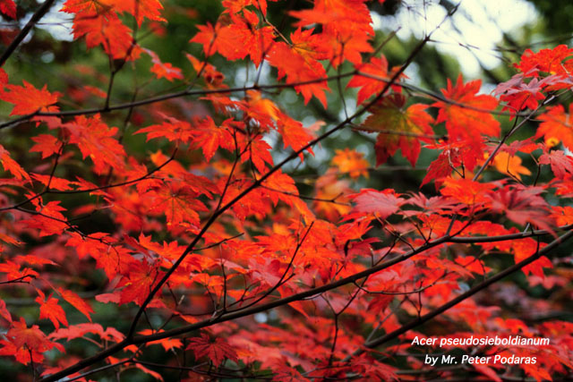 Colored leaves of Acer pseudosieboldianum offered by Mr. Peter Podaras  