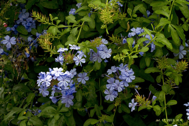 ガーデンパークの夏の花 その５