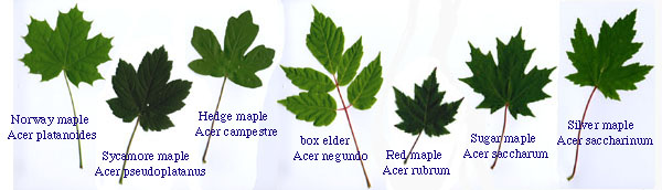 types of maple trees by leaf